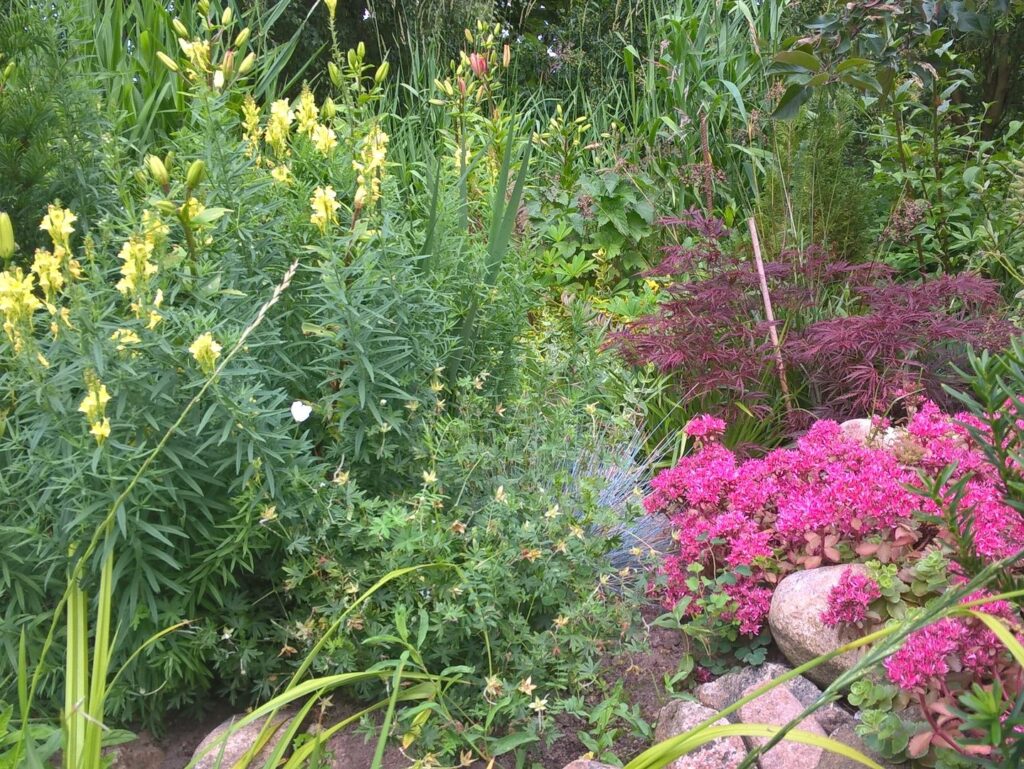 Regnvandsbed placeret i haven med staudebed omkring sig, opbygget af en masse grønne planter og pink blomster