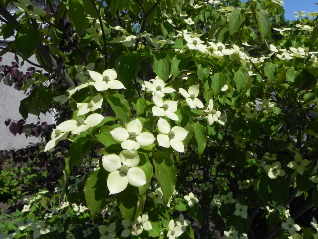 Koreakornel i fuld blomstring