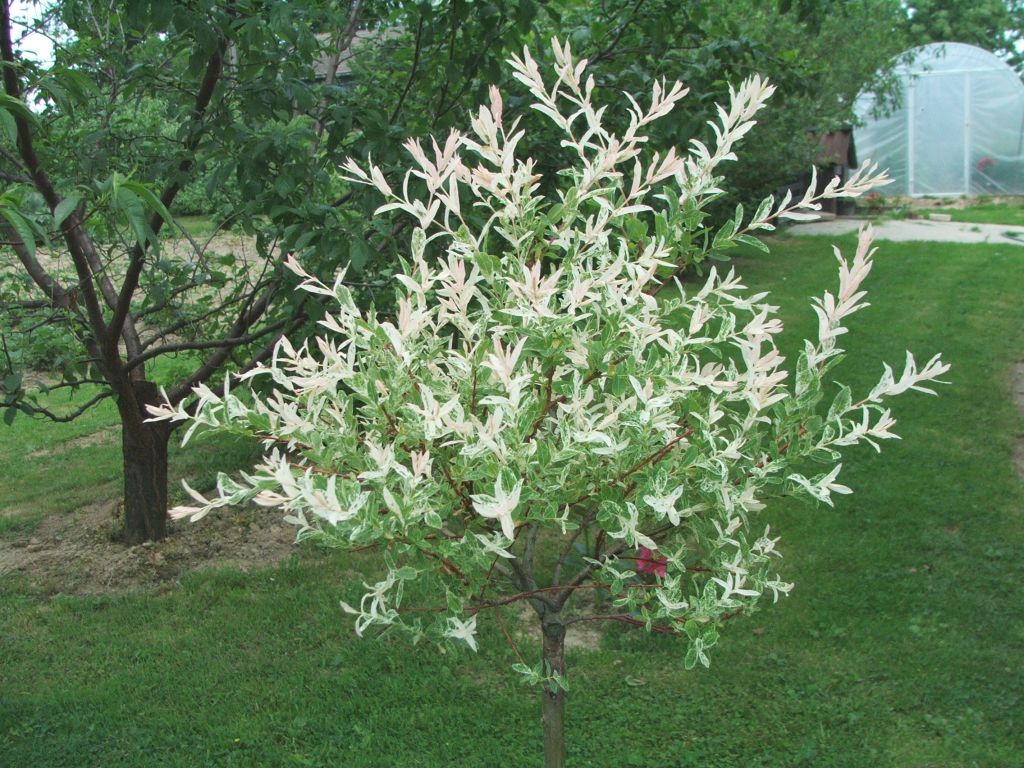 Japansk pil i centrum med hvide blomster