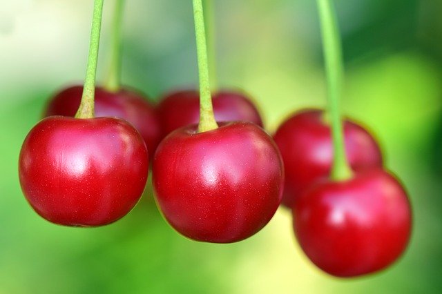 Flotte røde kirsebær der hænger fra stilken