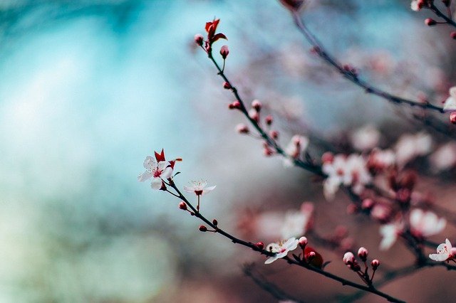 Grene på kirsebærtræ med blomstrende skud