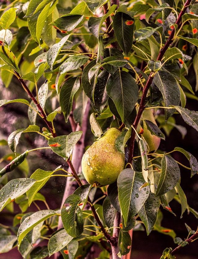 Enkeltstående pære blandt masser af blade og grene