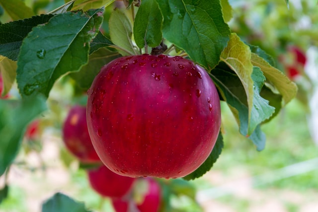 Close-up af flot rødt æble der hænger på en gren fra et æbletræ