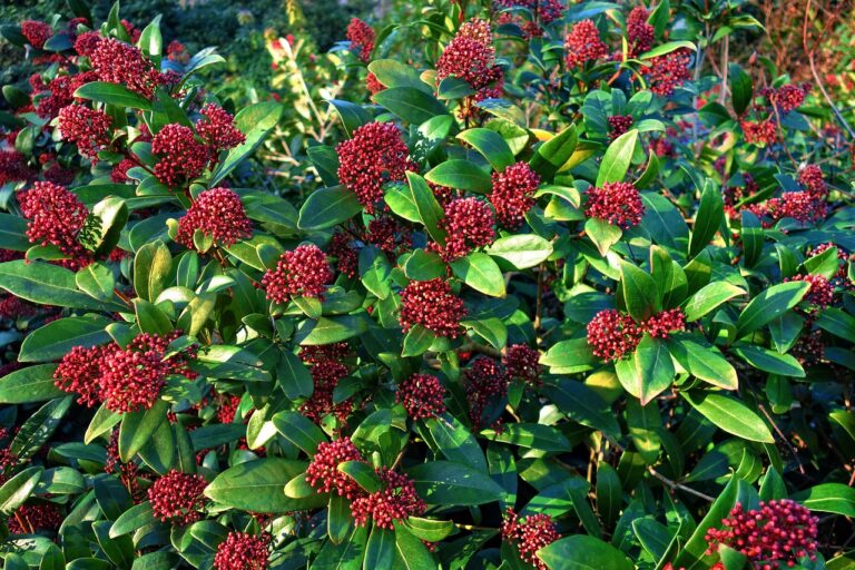 Skimmia vinterbær