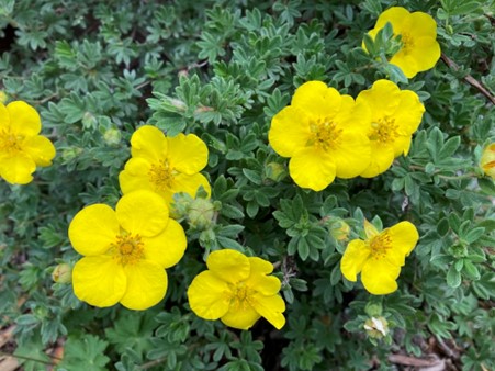 Den lille buskpotentil har en kompakt vækst og særprægede blomster.