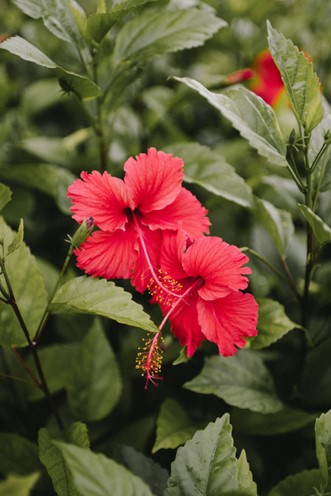 Hibiscus’ blomster står i flor i sensommeren og efteråret.