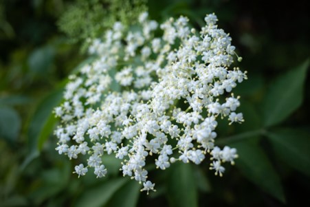 Hyld med sine flade skærme af hvide blomster.