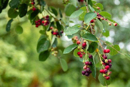 Hyld er en hurtigtvoksende busk, der ovenikøbet får spiselige bær efter afblomstring.