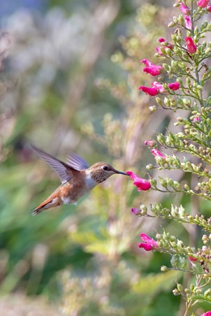 Diverse arter nyder godt af nektaren i konvalbuskens blomster.