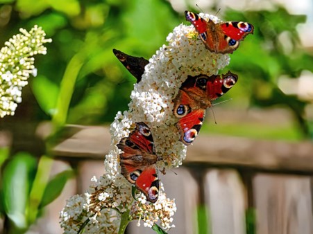 Sommerfuglene flokkes om de overhængende blomster på sommerfuglebusken.